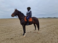 Vente de cheval : JOY